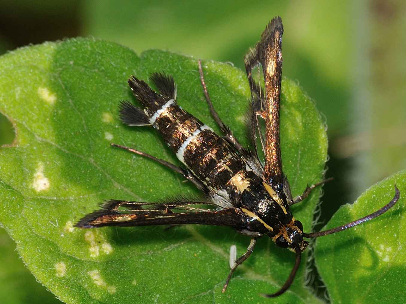 Sesiidae - Pyropteron sp. ?